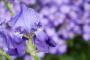 native irishflowers