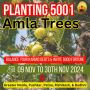 Planting 5001 Amla Trees for Spiritual Growth