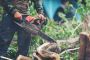 Expert Tree Removal Services in Adelaide