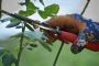 Tailored Tree Pruning Services in Adelaide to Fit Your Needs