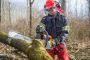 Reliable Tree Cutting Solutions in Adelaide