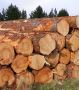 Pine Wood Suppliers in Gandhidham