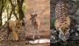 Golden Triangle  with ranthambore
