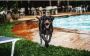 dog for sale