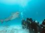 Bull sharks diving