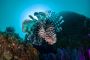 Beneath the Surface: Glass Bottom Boat Experience