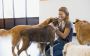 How Dogs Boost Your Mental Health: A Deep Dive