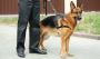 Security Dog Patrols – Deter Intruders, Secure Your Property