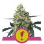 Single Seeds Company Delivers Excellence to Your Doorstep!