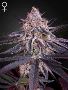 Experience the Royal Harvest with King's Juice Seeds
