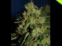 Unlock Faster Growth with Premium Autoflowering Seeds
