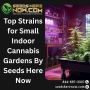 Blue Gushers Strain – Fruity and Potent Seeds Here Now