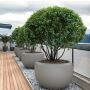 Breathe Life Into Your Balcony with Sereno Planters