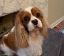 Service Dog Specialist Service Dog Specialist