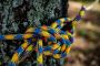 Explore Tough & Reliable Tent Ropes & Camping Supplies from 