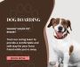 Dog Boarding Services in Spanaway - (253) 847-2786