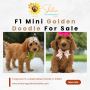 Looking for the Perfect F1B Mini Goldendoodle for Sale That 