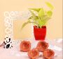 Order Diyas and Candles for Diwali