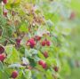 Grow the Finest Raspberry Plants in India with Sheel Biotech