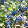 Blueberry Plants for Sale in India – Grow Nature’s Superfrui