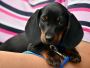 Flying My Pet | Flying My Pet Alone | ShipMyPets