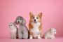 Shipping Cost | Pet Shipping Services | Shipmypets USA