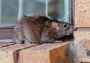 Secure & Tested Solutions for Rat Pest Control