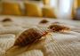 Affordable Bedbugs Removal Services in Ayrshire – Discreet &