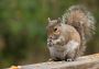 Squirrel Pest Control Dumfries – Fast & Humane Removal Squirrel Pest Control Dumfries – Fast & Humane Removal