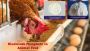 The Importance of Dicalcium Phosphate For Cattle.