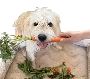 Best homemade dog food in USA Best homemade dog food in USA