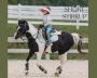 Introducing Mint Luxe Saddlepads by Short Stirrup Equestrian
