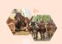Preserving India’s Heritage: The Mission to Protect Desi Cow