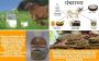 The Timeless Value of the Cow in Indian Life: Health, Sustai