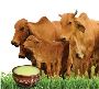 Is Cow Ghee Good for Cholesterol at Krishnayan: Ayurvedic 
