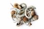Discover the Magic of Cubensis Mushrooms