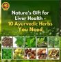 Herbal Assistance for Liver Function: Ayurveda's Hidden Reme