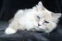 Meet the Royal Siberian Cat: A Regal Pet for Every Home