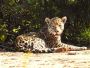 Join Us for an Unforgettable Jaguar Tour.