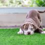 Pet-Friendly Artificial Grass in Dubai | SinaGrass