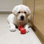 LABBRADOR PUPPY FOR SALE LABBRADOR PUPPY FOR SALE