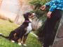 Want to unlock your dog's hidden intelligence?