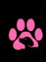 Adopt a Yorkipoo Today in Philadelphia, PA