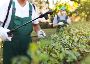 Reliable Pest Control and Carpet Cleaning in Brisbane 
