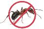 Professional Ant Control Exterminators by SMG for Lasting Pr