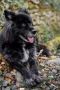 Adorable Long-Haired German Shepherd Mix Puppies – SmithFarm