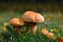 buy a + magic mushroom online: magic mushroom store