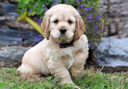 cocker spaniel dogs for sale | cocker spaniel online | cocke