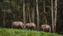 What Makes The Jungle Safari In Jim Corbett So Special? 