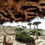 Socotra Pioneer Tours: Socotra Island Tour Packages Socotra Pioneer Tours: Socotra Island Tour Packages